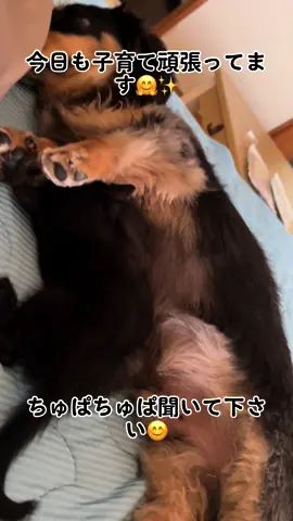 #猫のいる暮らし #犬のいる暮らし #多頭飼いの日常 #多頭飼いの幸せ #種を超えた愛情