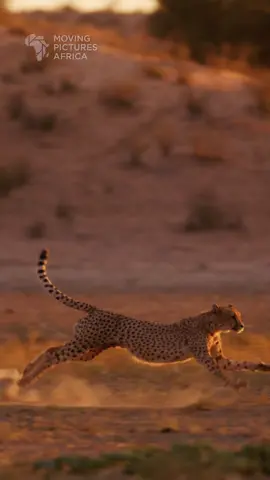 Cheetah Chasing #cheetah #jackal #run #chase #kgalagadi #kalahari #wildlife #wildifephotography #wildlifeplanet #safari #africansafari #ilovebotswana #bigcats #bigcat #shotonred #r3d #natgeoyourshot #bbcearth