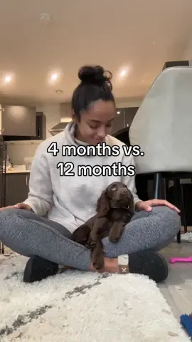 She’ll always be my baby girl 🥹 she was 3 months old in rhe first clip #cockerspaniel #puppy #cockerspanielpuppy 