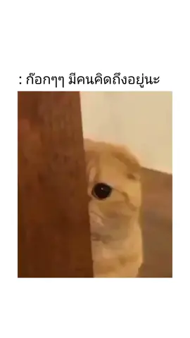 คิดถึงต้าวนะ 🥺🫶🏻 #แคปชั่นความรัก #ห้ามก็อปคลิป #แชร์ลงสตอรี่ได้นะ #แท็กแฟน #คลั่งรัก #ความรัก #คิดถึง #มีม #มีมแมว 