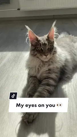 Another dose of zoomies🤪 #zoomies #funnyvideos #mainecoon #sillycats #mainecoonlife #fyp #funnycat #catjumping  @Arwin | the Mainecoon Cat 🐈‍⬛ 
