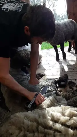these two sheep are brothers and one decided to wait for his brother at the door. #bladeshearing #ram #happysheep #овцы #animalcare 