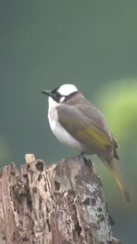 Kicauan Burung Cucak cina (Pycnonotus sinensis) . . .