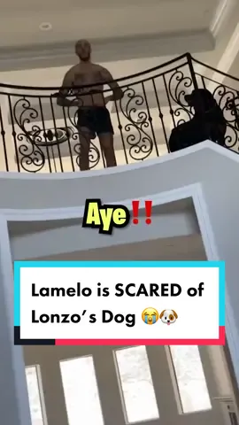 #LameloBall tried to TROLL #Lonzo’s Dog 🐶😂 | FOLLOW FOR MORE ‼️ | ##fyp##foryoupage##foryou##NBA##nbatok##comedy##sports##basketball##trending##viral#jayprod 