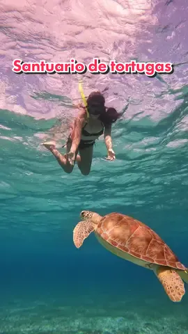 Turtle Sanctuary in Cozumel  #snorkeling #cozumelisland #tourscozumel 