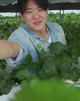 Imagine hoshi being your jowa na kasama mo mag pick ng strawberry haha Hoshiii sobrang boyfriend material mo dito huhu my talgiii 🥰 #hoshi #hoshiseventeen #horanghae #seventeen #seventeen17_official #carats #fypkpop 