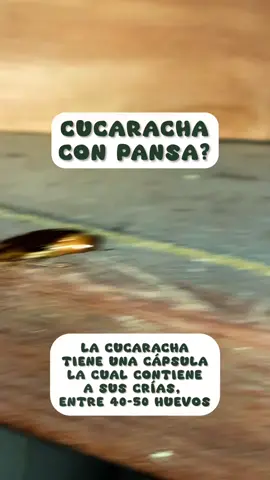 Cucarachas en tu cocina, habitacion o baño, mira este video y ten cuidado con este tipo de cucarachas 🪳  No tienen pansa, son capsulas que lleva la cucaracha adulta las cuales contienen sus crias, es decir, 30-50 huevos.  Hay que tener cuidado y poder combatirlas 🪳🫱🏼‍🫲🏽✅ 