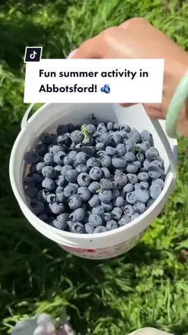 FUN SUMMER ACTIVITY (FOR EVERYONE) IN ABBOTSFORD! ☀️  If you’re looking for a fun activity in Abbotsford perfect for kids, families and couples, you need to check out Maan Farms in Abbotsford! They have u-pick blueberries and strawberries, viral strawberry desserts, animal petting area, playgrounds and more! You could easily spend a few hours here. #abbotsfordbc#abbotsford#vancouveractivities#maanfarms#berrypicking / Maan Farms / Abbotsford activities / Things to do in Abbotsford / Vancouver activities / Tourism Abbotsford / Summer activities  