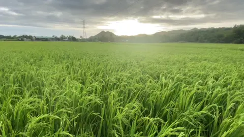 Simple life in the province #fypシ #fyp #foryoupage #tiktok #nature #ricefields #countrylife #naturevibes #simple #simplelife #palayan#tiktokph #field #morning #tropics #natureathome #naturelover #naturevibes #simplicity #contentment #serene #life #farm #farmlife 