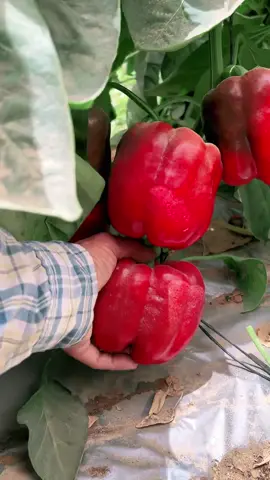 OMG 🫑🌶️😱 Bell Pepper !! #fruit #asmr #fyp #foryou #fypシ #bell