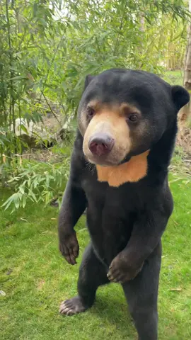 I can confirm Kyra isn’t a human in a  bear costume 😅 #sunbear #bearcostume #bear 