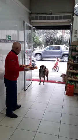 DÜNYADA İYİLİK KAZANACAK ❤️ #perrosdetiktok #perrotiktoker #chiengioi4d #chiens #سگ #köpekleriseviyorum #köpeksevgisi #köpekvideoları #animalslove_original #animalshavefeelingstoo #hundeauftiktok #hundetraining #hundeliebe #dogsofinstagram #dogslove #dogsontiktok #dogstory #dogsoftiktokviral #dogsvideo #dogsoftiktok #animalsoftiktok #animals #doglover #anima #perrosalchicha #perronavideño #sokakhayvanları #sokakhayvanlarınadestek #nobelprize #kopus #köpüs #anjinglucu #anjingpintar #ınu #犬が反応する音