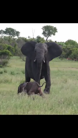 Desperate Elephant Tries to Get Newborn to Stand#animals #elephant