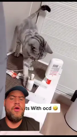 #duet NOW CATS MIGHT HAVE JUST GONE UP IN MY BOOK - IG - richardsalesofficial #viral #xyzbca #FYP 
