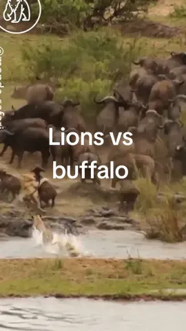 Lions vs buffalos #lion #buffalo #lionvsbuffalo #foru #foryouoffical #tiktok #animaltiktok #viral #viralvideo #fyp #fypeviral #trend #trending #trendvideo #animals #animalhunt #wildanimal #wildlife #animalplanet #amazing #amazinghunts #foru #foryou #foryoupage #foryouoffical #animallife #tiktok #tiktokofficial  #newtrend 
