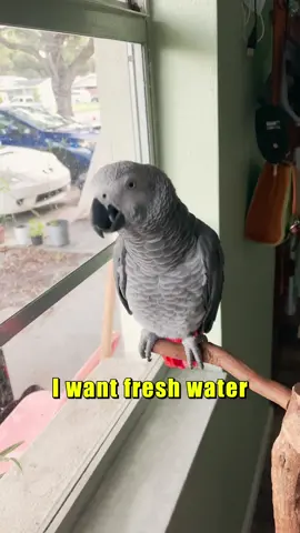 Two year-old Apollo #compilation #longervideos #talkingparrot #cute #cutebird #parrotsoftiktok #africangrey #adorable #aww #learning 
