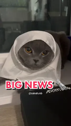 I have some big news 🗞️ #sisterminnie #funnycats #funnycatsoftiktok #funnycatvideos #catlovers #catsoftiktok #funnyarabs #arabfunny #muslimcat #muslimfunny  #muslimwedding 