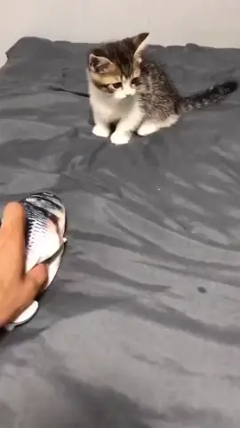 FmCute Fish toy✨ #fyp #cat #petlover #foryoupage #tiktokshop #fypシ 