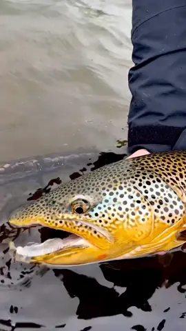 Crazy Fishing 🎣 #fishing  #fishinglife  #fishingtiktoks  #fishingtime  #fishingfun  #fishingvideos