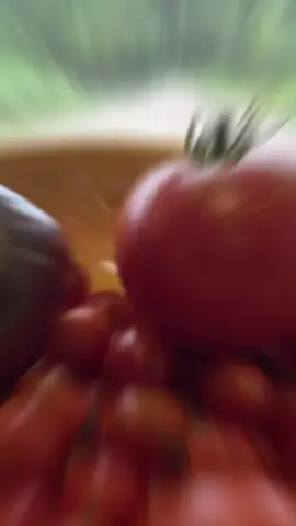 #CapCut #garden #easygardening #gardeningtips #gardening101 #fyp #gardeninghacks  #harvest #harvesttimes #growyourownfood #freshfood #zone6 #zone6a #gardenproject #organic #organicgardening  #homestead #homesteadliving #homesteadmama #plants #growingveggies 