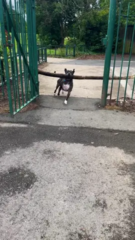 Tyson the Staffy loves sticks 😍🐶🌳 #ViralHog #StaffordShireBullTerrier #determinationiskey