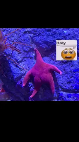 Purple starfish (Pisaster ochraceus) are crucial keystone species in rocky intertidal habitats along the western coast of North America. As top predators, they control mussel populations, preventing these competitive bivalves from dominating space and outcompeting other species. This creates a diverse community of marine organisms, such as algae, barnacles, anemones, and invertebrates, contributing to overall biodiversity. Furthermore, purple starfish play a significant role as ecosystem engineers. Their ability to wedge into crevices and attach to rocks alters microhabitats, providing refuge for smaller organisms and influencing the distribution of other species. Their presence creates resilient ecosystems that can withstand environmental challenges. However, purple starfish faced a decline due to a sea star wasting disease outbreak in the early 2010s, revealing their crucial role. With their populations reduced, mussel populations exploded, leading to a loss of biodiversity and ecosystem imbalance. Recognizing and preserving the importance of purple starfish is essential for safeguarding the delicate balance and health of marine ecosystems along the coast. #edit 
