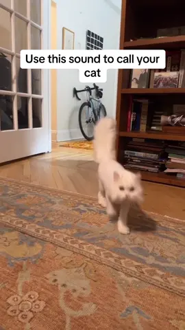 Works every time 👌 #persiancat #fyp #catlife #catsoftiktok #nyccat #cathacks 