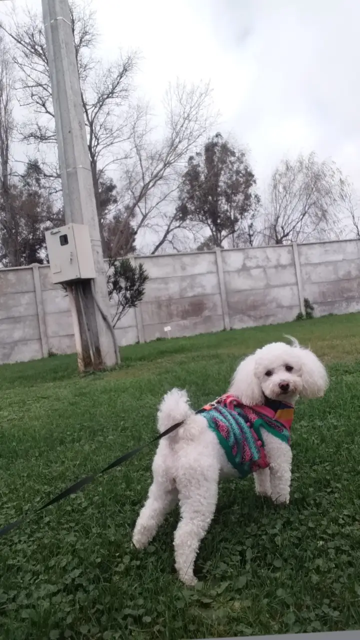 #Princesa🐩🥰💕 #amorperruno🐩 #peluditos🐶🐕🐾🐾 #amor🐩infinito❤❤❤