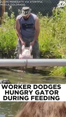 A staff member at a #Colorado #reptile #rescuepark had to move fast to escape the jaws of an #alligator during feeding time. 🐊🦃😨 #animalsoftiktok