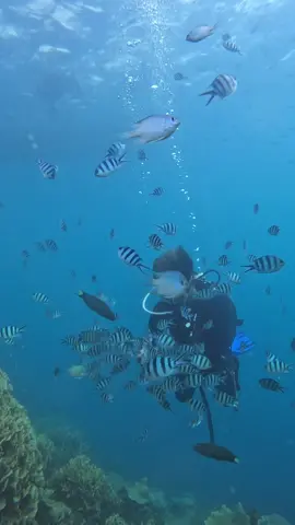 #karimunjawadiving #fypシdooonggg #diving #karimunjawisland #karimunjawa #jepara #seaworld #freedivingvideo #capcuteedit #evaluasi #karimunjawisland #indonesia #jepara #sea #wonderfull 