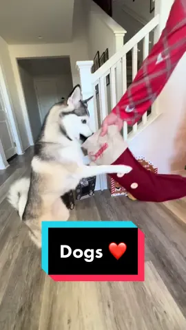 When your dog is included in every part of your life ❤️ #dogs #fyp 