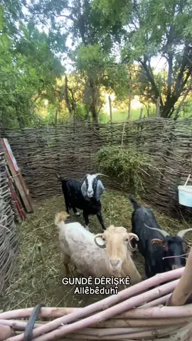 #fyp #fypviral #fypシ゚viral #berwari⚜️🧿 #viralfyp #viralditiktok #derishke #viralvideo #gundema #berwari #allêbêduhî 