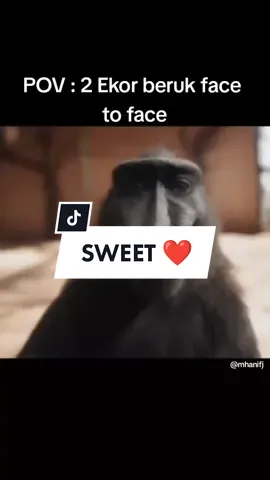 Dengan aku² sekali kena 🤣 Gurau² ye kawan²😁😁 #beruk #beruklucu #monyet #monkey #chipanzee #funny #funnyvideos 