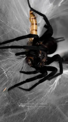 slow motion attack #curtainwebspider #spider #linothele #viral #spiderfeeding 