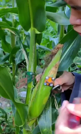 #corn #harvest #secured #china #comedyvideo #fyp 