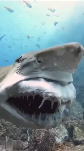La mâchoire d’un requin c’est fabuleux #tarainou #قرش_الحوت #dentdelamer #requin #mer @El marinero 2nd 