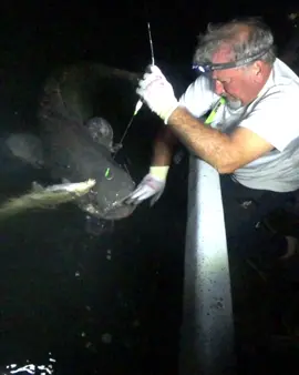 Big Catfish at night  #Catfish #Siluro #Catfishing #YuriGrisendi #fishing 