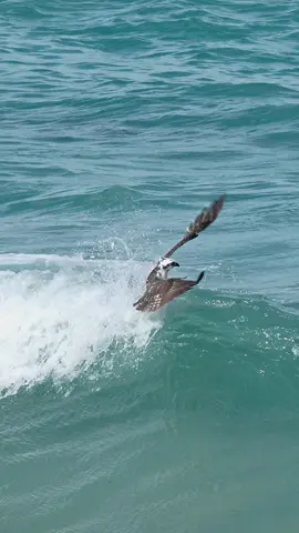 Even though they are master anglers, osprey are not always successful and when they dive into the Atlantic Ocean, they have to face the wrath of the incoming surf. 