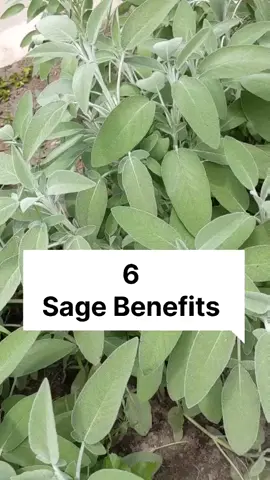 Sage benefits #sagebenefits #sageherb #healingherbs #holistichealth 
