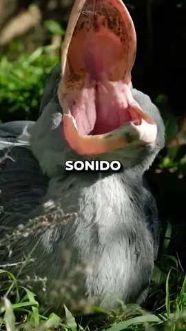Sonido del picozapato #SabiasQue #datocurioso #curiosidades 