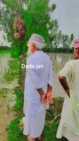 دادا جان چاول کی فصل دیکھتے ہوئے اللہ پاک صحت والی لمبی زندگی عطا فرمائے آمین #dadanddaughter #dadalovesyou💞 