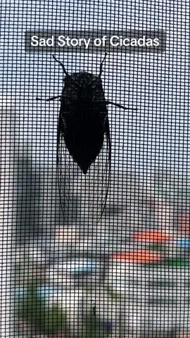 Korean cicadas are very noisy and big. There is one cicada appear on our window, I wanted to catch this cicada but when I heard their story I felt a little sad. My husband said they’re very noisy because they were happy to appear above the ground to lay eggs and after two weeks they will die. 🥺 