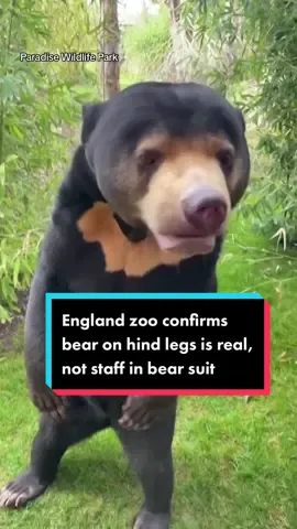 Replying to @QuiQuiMuc Still not convinced that bear in #China wasn’t actually a human in a #bear suit? This zoo in #England will try to convince you otherwise – with footage of their own sun bears standing upright. #news #sunbears #animaltok 