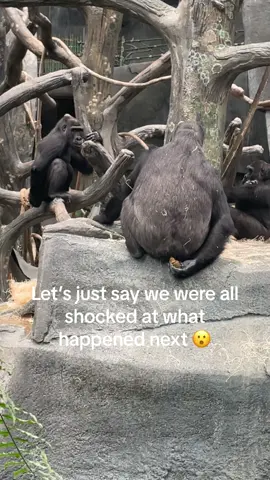 Ladies and gentlemen…I had no idea. #tiktokhumor #wellthen #atriptothezoo #notmymonkeysnotmycircus 