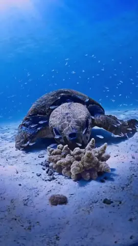 Meet Albert, the loggerhead turtle 🐢🌊👋🏻 #Turtles #Loggerhead #Ningaloo #ViralHog 