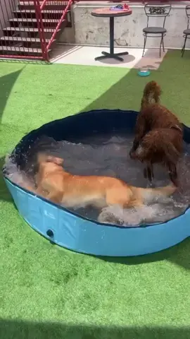 We only rate dogs. This is a whirlpool. Please don’t get too close it is quite powerful. 13/10 (IG: goldenbabybasil) #weratedogs 