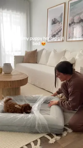 Unboxing Minnie’s big girl bed!  Obssessed with the Barney Bed 😍 It’s so aesthetic and easy to clean 🫧 - just unzip the cover and throw it in the wash! I also got the waterproof lining to fully waterproof the bed and protect it from my cheeky girl still toilet training✨ #dogsoftiktok #dogbedsaustralia #bestdogbedwashable #dogbedforpuppy #puppybed #cavoodlepuppy #mydog #mycutepuppy Washable dog bed Dog bed for a puppy Dog bed in Australia Best bed for cavoodle  Boucle dog bed 
