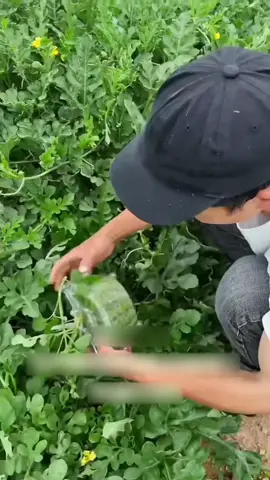 How to pre-shape watermelons