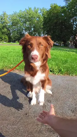 Life is better when you’re Shaking Paws 🐾 Camera is @insta360_official Go 3 #insta360Go3 #insta360dogmode 