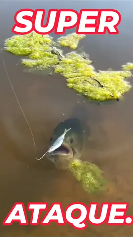 Ataque de Lobina en superficie. #pesca #fishing #catchandrelease 